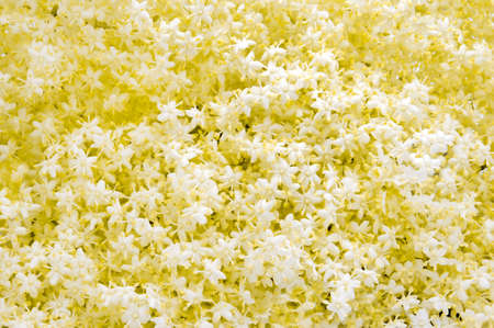 elder flowers textureの写真素材