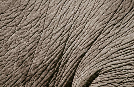 elephant skinの写真素材