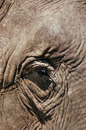 elephant eyeの写真素材