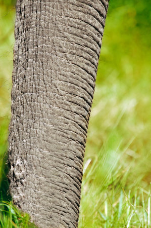 elephant trunkの写真素材