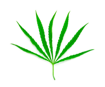 canabis leafの写真素材