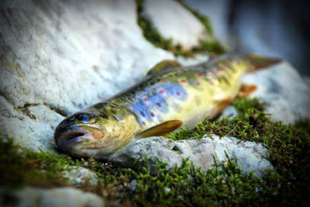 trout fishの写真素材