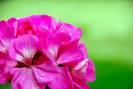 geranium flowerの写真素材