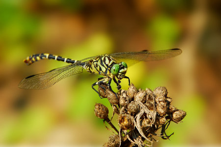 dragonfly
