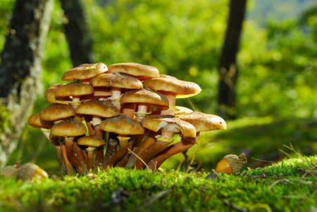 mushroomsの写真素材