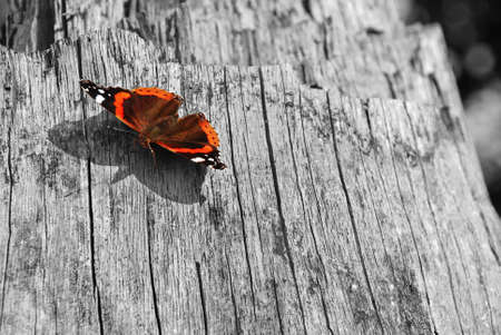 butterflyの写真素材