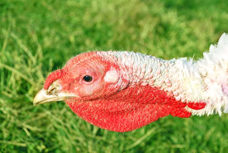 turkey headの写真素材