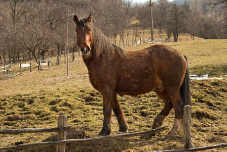 farm horseの写真素材