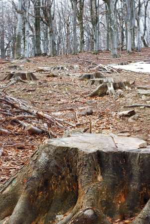 deforestationの写真素材