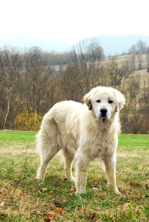 sheepdog