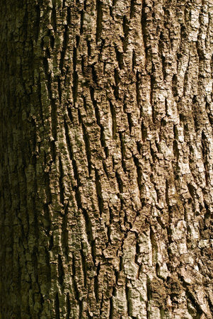 bark texture