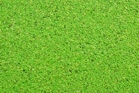 green backgroundの写真素材