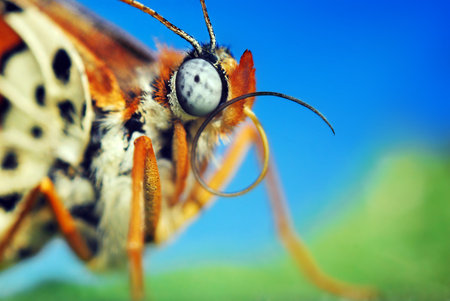 macro butterflyの写真素材