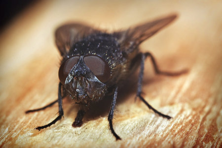 macro fly on wooden background