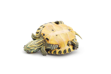 upside down turtle on white