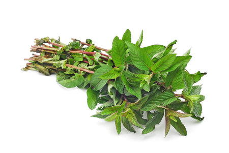 wild mint on white background