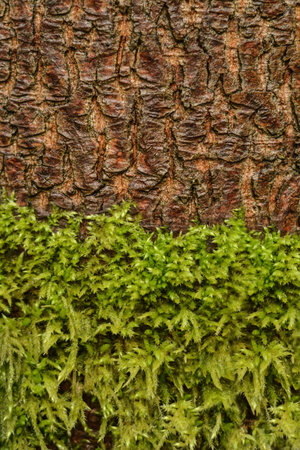 moss and tree bark texture