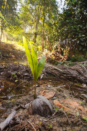 coconut seed growing in the jungleの写真素材