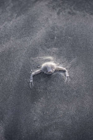 ghost crab hiding in sandの写真素材