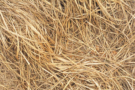 dry grass background closeup textureの写真素材