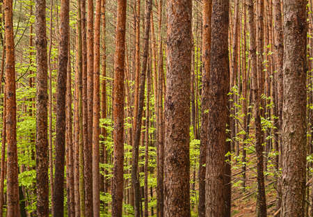 dark dense pine forest backgroundの写真素材