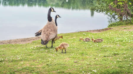 Wild geese with goslings by the lakeの写真素材