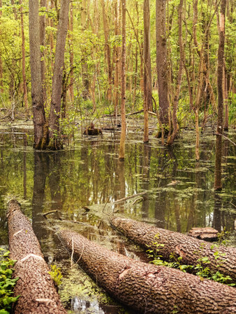 dark forest swamp and tree logsの写真素材