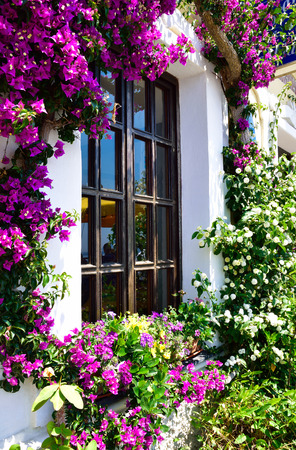 Beautiful house window surrounded by Bougainvillea flowers in Oia Santorini village, Greeceの写真素材