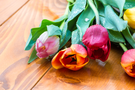 Colorful tulip flowers on wooden background with drops of water on petalsの写真素材