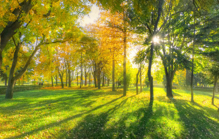 Beautiful autumn background with sunlight and shadows in a park, in fall seasonの写真素材