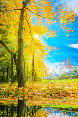 Beautiful autumn scene with sunshine over the colorful tree and leaves reflected in a lakeの写真素材
