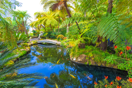 Japanese tropical garden with fishes on lake in Madeira island, Portugalの写真素材