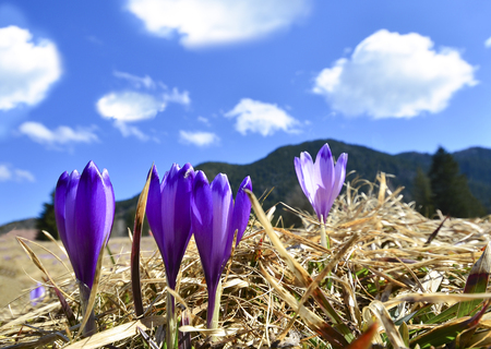 Crocus flowers coming out in spring seasonの写真素材