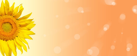 Sunflower backgroundの写真素材