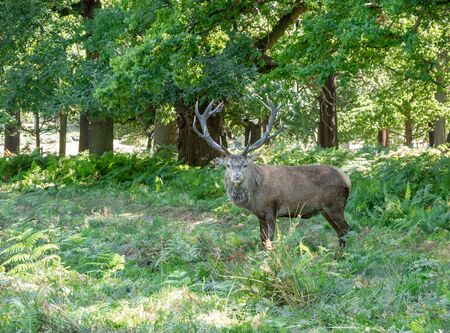 Male brown deer looking to the camera in Richmond park, Londonの写真素材