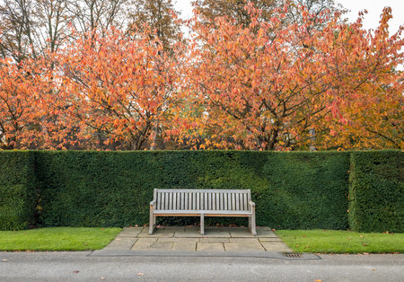 Single bench outdoor in the park among orange trees and green fence in autumn season in London