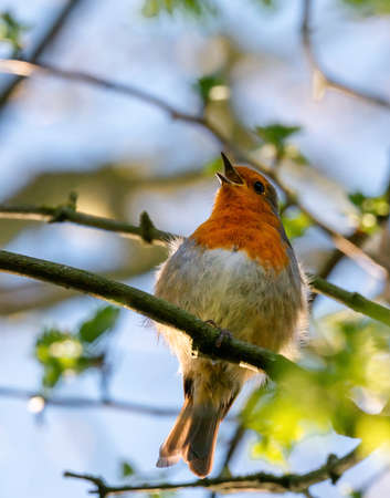 Redbreast Robin singing bird on a tree branch in the spring seasonの写真素材