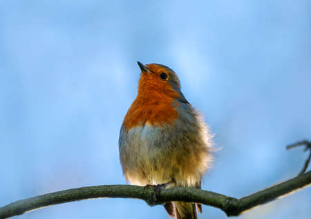 Beautiful Robin songbird on a tree branch in the spring seasonの写真素材