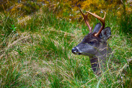 Deer rests in nature.の写真素材