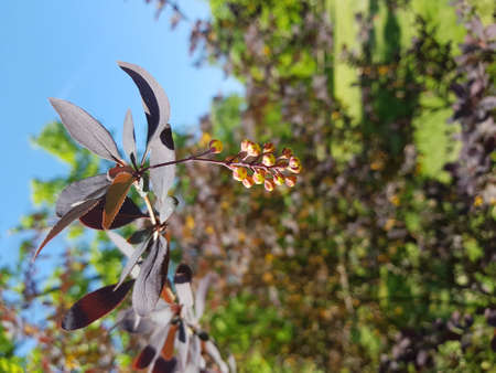 flowerのeditorial素材