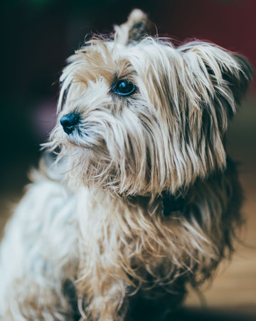a yorkshire dog looking leftの写真素材