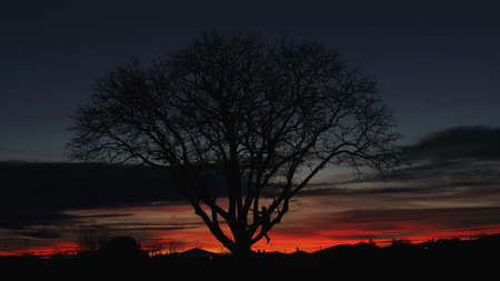 orange sunset with tree in the middleの写真素材