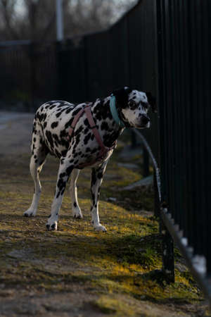 A dalmatian looking at the cameraの写真素材