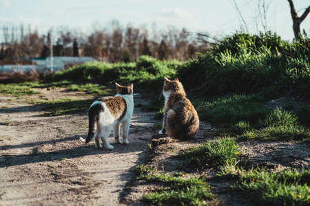 young boy crossing the road with his two dogsの写真素材