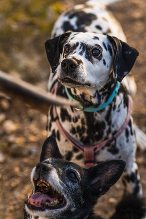 young boy crossing the road with his two dogsの写真素材