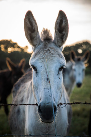 Portrait of a beautiful gray donkey in a green pasture surrounded by more donkey