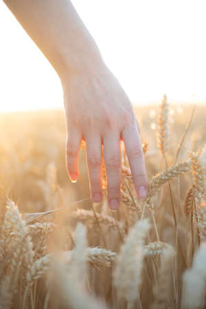 detail a hand of a young girl touching wheat on a summer afternoonの写真素材