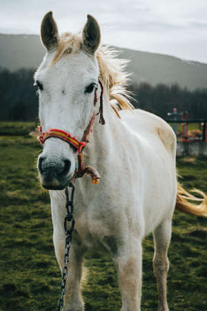 Portrait of a beautiful white horse in nature, with hair blown by the wind with the mountains in the background on a green pastureの写真素材