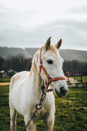 Portrait of a beautiful white horse in nature looking to the right with the mountains in the background, a green pastureの写真素材