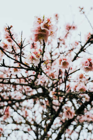 The branches of an almond tree with their blooming flowersの写真素材